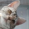 ねこ🐈️ 的头像