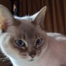 Profilbild von ぴよかんピヨピヨモモンガ~ミゾンコ