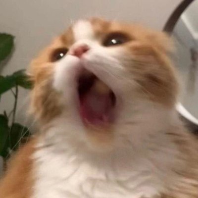 狗狗殿下🐾(东山再起版)'s profile picture