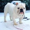 White_YETI's profile picture
