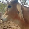 haward kajevhu's profile picture