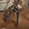 ［奇獣ゴリゴリラ］ profil fotoğrafı
