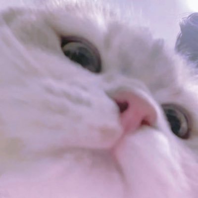 紫鼠芋泥's profile picture