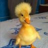 EliteAndrey profil fotoğrafı