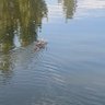Laoguahuey profil fotoğrafı