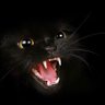 Profilbild von proton