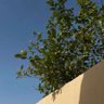 آيار🍂 profil fotoğrafı