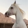 Row profil fotoğrafı