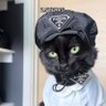 Profilbild von black cat