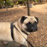 Фото профиля ThePugFather