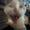 wulv's profile picture