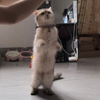 Fenyuan1017's profile picture