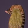 un cacomixtle chiquito profil fotoğrafı