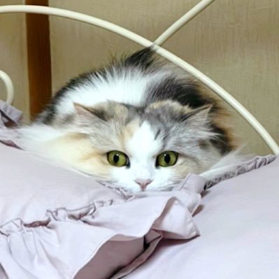 nekowoagameyo11's profile picture