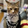 Фото профиля TNT😽