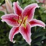 Фото профиля Anabela
