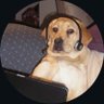 Tan Tana Tan 🐼's profile picture