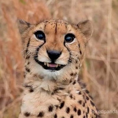 cats with pawerful awwra🔥's profile picture