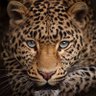 الطير المهاجر profil fotoğrafı