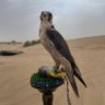 عواد profil fotoğrafı
