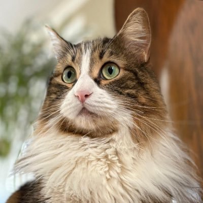 libanesturco22's profile picture