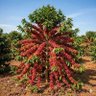 Фото профиля Cde Jackson Shirichena