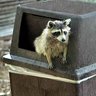 Profilbild von trash panda