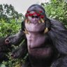 Фото профиля The Ultimate Spooder Monke