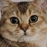 Zeybek's profile picture