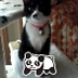 Profilbild von なが猫