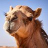 Profilbild von The Cool Camel