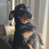 Profilbild von Senn