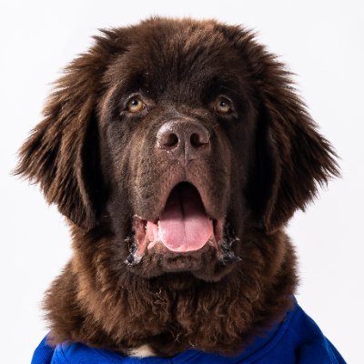SabresPup's profile picture