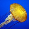 Фото профиля nonbinaryjellyfish✡️ZIONIST centrist democrat
