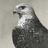 Gyrfalcon.🇵🇰's profile picture