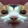 Profilbild von moomoo