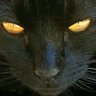 Фото профиля Chad Schrodinger