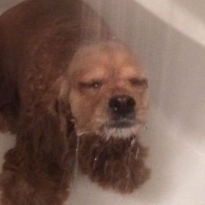 jyufandesu's profile picture