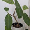 Фото профиля どん