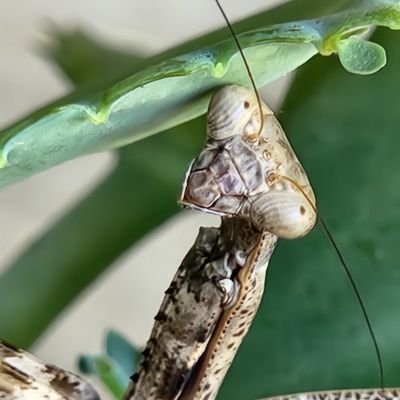 asclepiasyriaca's profile picture