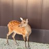 Profilbild von のんこ