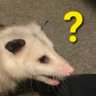 Warp's profile picture