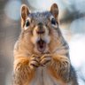 squirrel 的头像