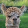 Profilbild von Lama