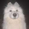 Profilbild von Шуґармен