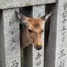 タマ3才 的头像