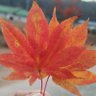 Autumn 🍁 profil fotoğrafı