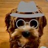 Jonny Cashman💰| 🦄🍑💨✨📈 🏦 🐶 🖥️ 🤖😎🤰🤲 的头像