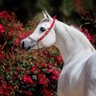 Фото профиля وصـف المهـــــار 🐎