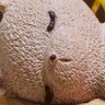 ねお profil fotoğrafı